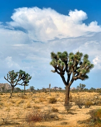A view of Joshua Tree National Park landscape